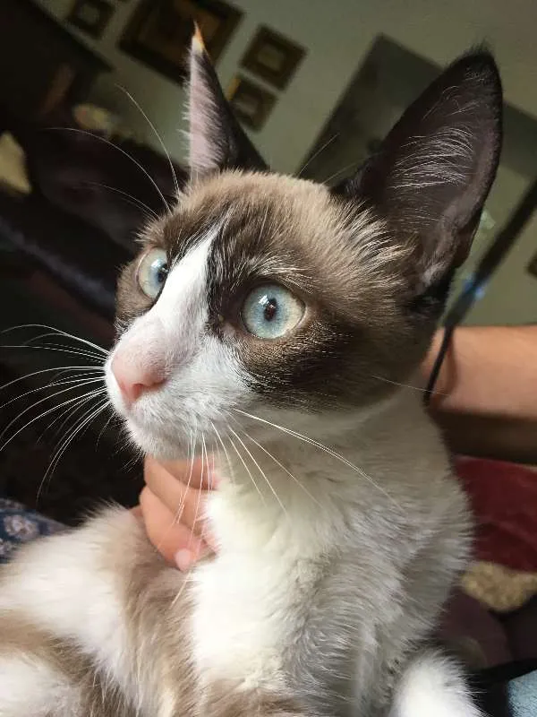 Gato ra a Siamês idade 7 a 11 meses nome Marrie