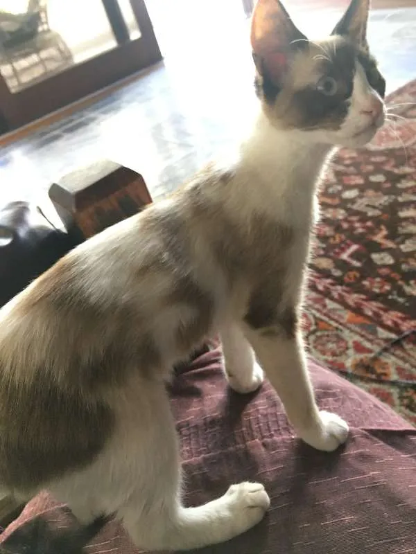 Gato ra a Siamês idade 7 a 11 meses nome Marrie