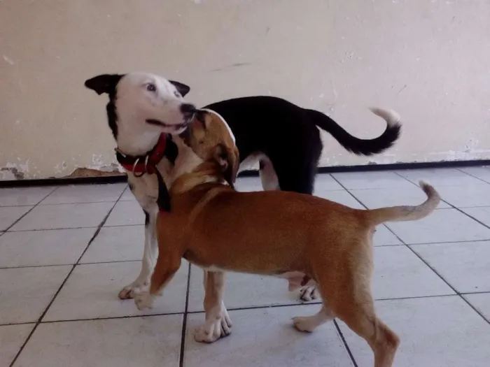 Cachorro ra a SRD idade 2 a 6 meses nome Sofia