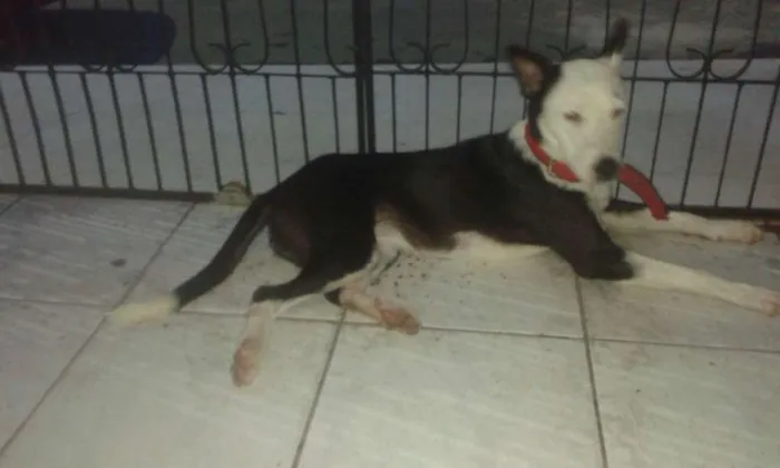 Cachorro ra a SRD idade 2 a 6 meses nome Sofia