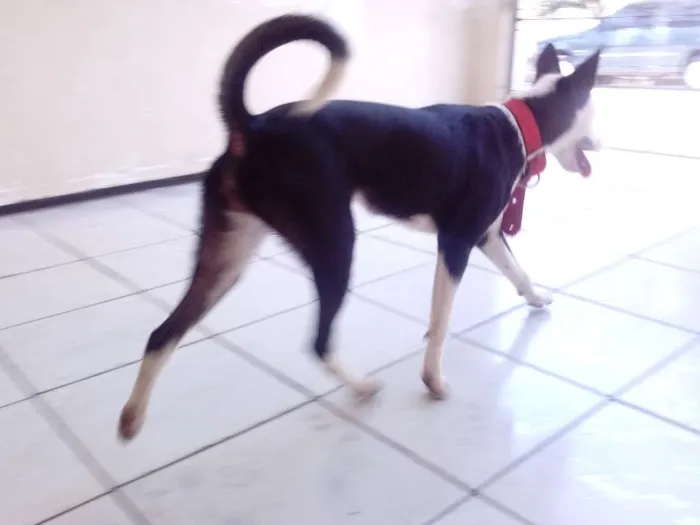 Cachorro ra a SRD idade 2 a 6 meses nome Sofia