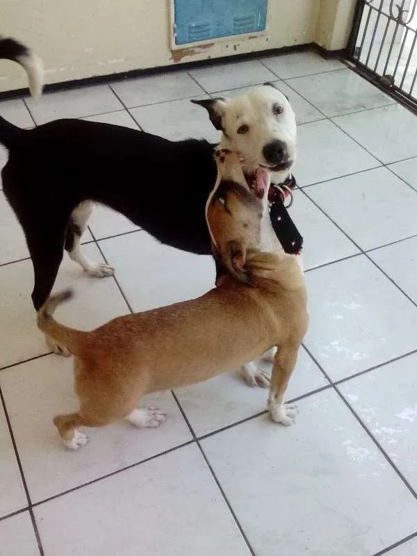 Cachorro ra a SRD idade 2 a 6 meses nome Sofia