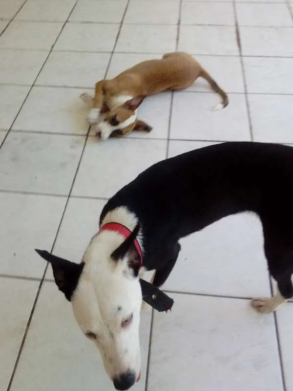Cachorro ra a SRD idade 2 a 6 meses nome Sofia