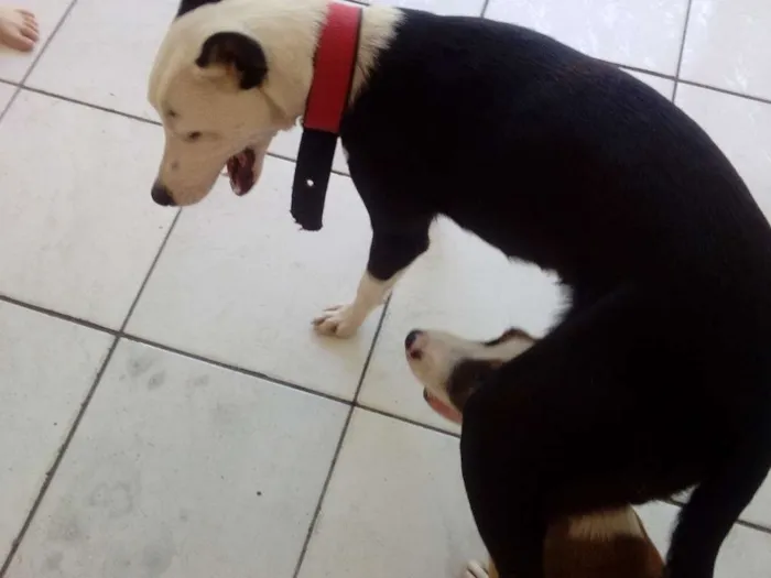 Cachorro ra a SRD idade 2 a 6 meses nome Sofia