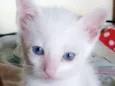 Lili