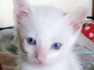 Gato raça srd idade Abaixo de 2 meses nome Lili