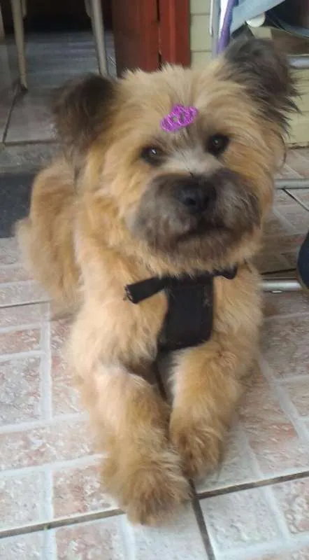 Cachorro ra a Chow-Chow misturado idade 1 ano nome Panda