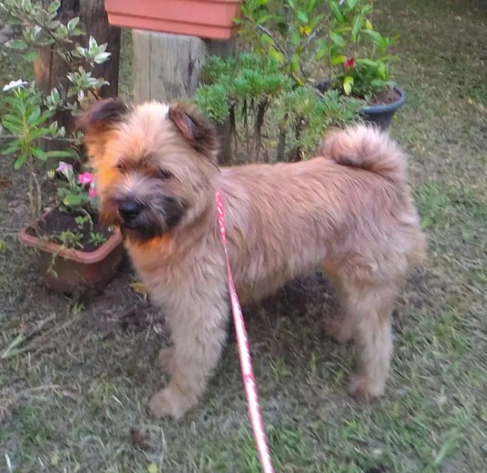 Cachorro ra a Chow-Chow misturado idade 1 ano nome Panda