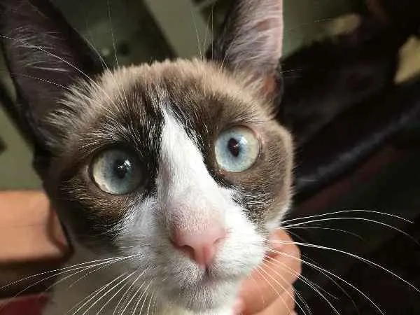 Gato ra a Siamês idade 7 a 11 meses nome Marrie