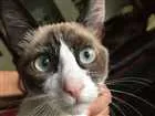 Gato raça Siamês idade 7 a 11 meses nome Marrie