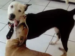 Cachorro raça SRD idade 2 a 6 meses nome Sofia