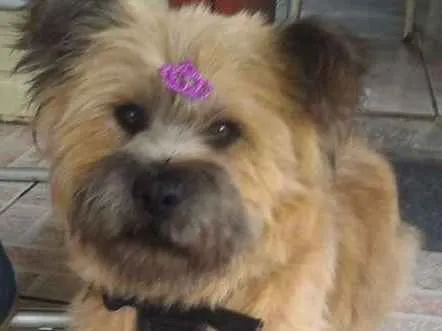 Cachorro ra a Chow-Chow misturado idade 1 ano nome Panda