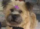 Cachorro raça Chow-Chow misturado idade 1 ano nome Panda