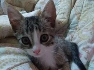 Gato raça Sem raça idade 2 a 6 meses nome Lupita(mas pode muda