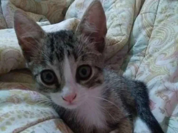 Gato ra a Sem raça idade 2 a 6 meses nome Lupita(mas pode muda