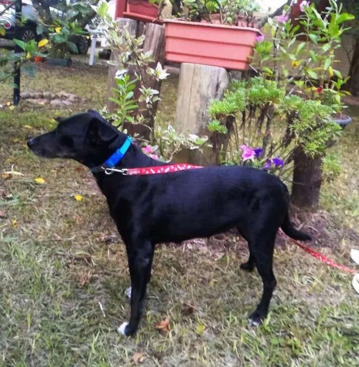 Cachorro ra a SDR idade 4 anos nome Tiquita