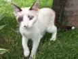 Pequena
