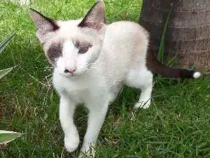 Gato raça Viralata idade 2 a 6 meses nome Pequena