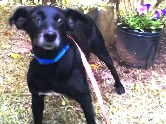 Cachorro ra a SDR idade 4 anos nome Tiquita