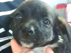 Cachorro raça SRD idade 2 a 6 meses nome Bolinha  