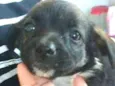 Bolinha