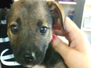 Cachorro raça SRD idade 2 a 6 meses nome Metralha