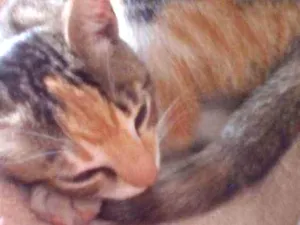 Gato raça  idade  nome Sem nome 