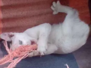 Gato raça  idade  nome Sem nome 