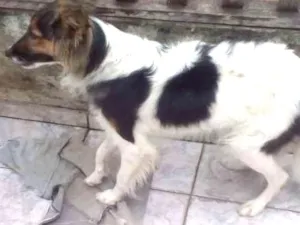 Cachorro raça  idade  nome Neguinha 