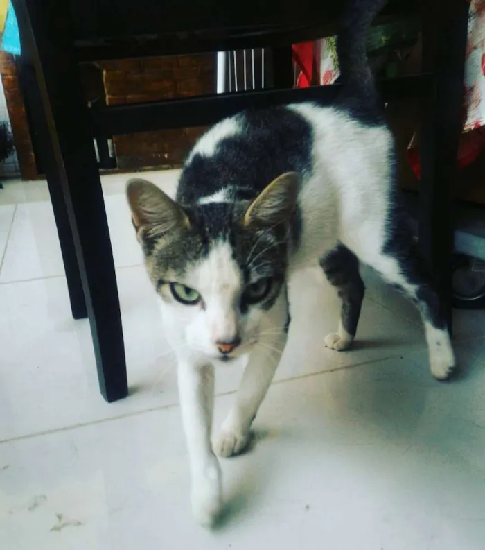 Gato ra a SRV idade 2 a 6 meses nome Pitaya