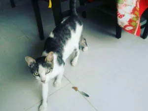 Gato raça SRV idade 2 a 6 meses nome Pitaya