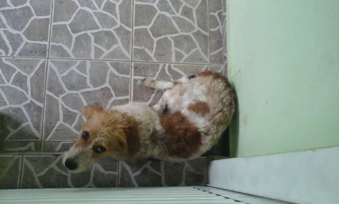 Cachorro ra a Vira lata idade 1 ano nome Bob