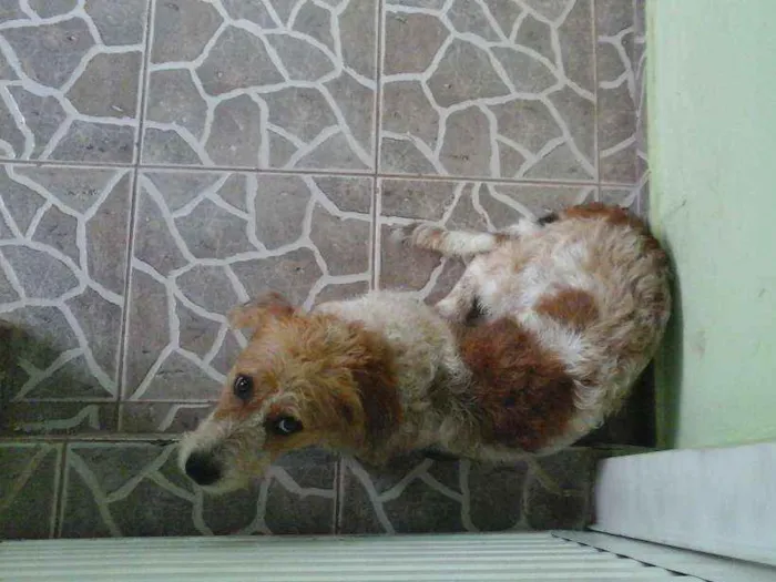 Cachorro ra a Vira lata idade 1 ano nome Bob