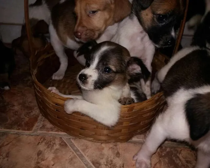 Cachorro ra a Indefinida idade Abaixo de 2 meses nome Varios 