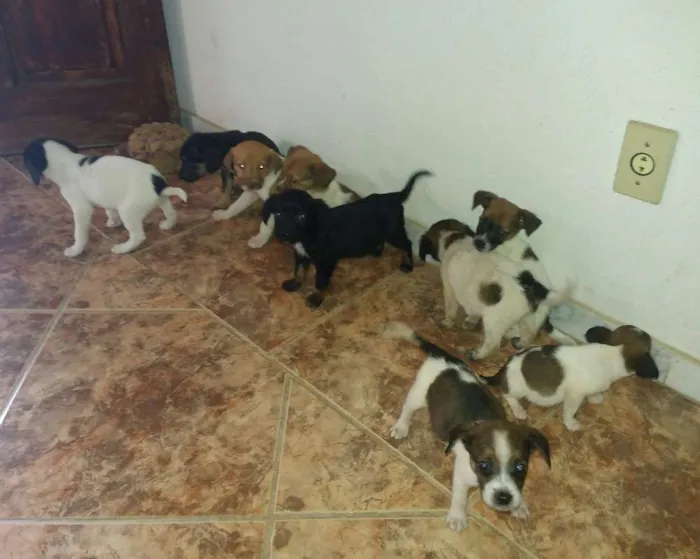 Cachorro ra a Indefinida idade Abaixo de 2 meses nome Varios 