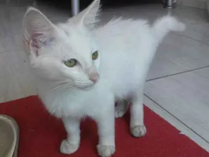 Gato raça Mista idade 2 a 6 meses nome Gato