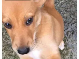 Cachorro raça Srd idade 2 a 6 meses nome Srd