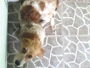 Cachorro raça Vira lata idade 1 ano nome Bob