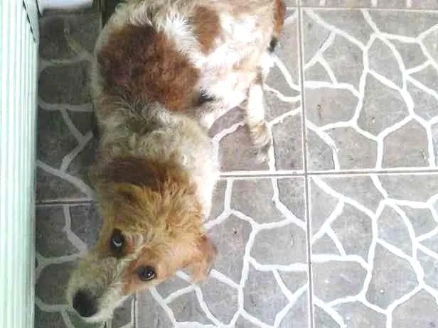 Cachorro ra a Vira lata idade 1 ano nome Bob