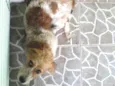 Bob