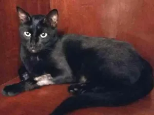 Gato raça vira-lata idade 3 anos nome Black