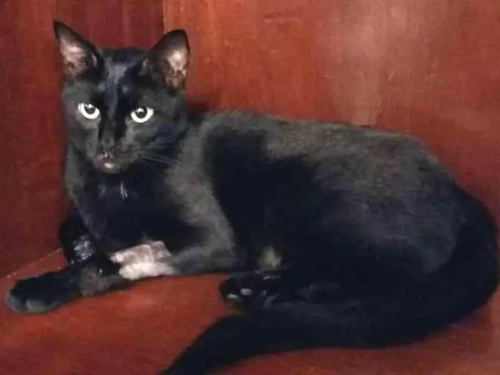 Gato ra a vira-lata idade 3 anos nome Black