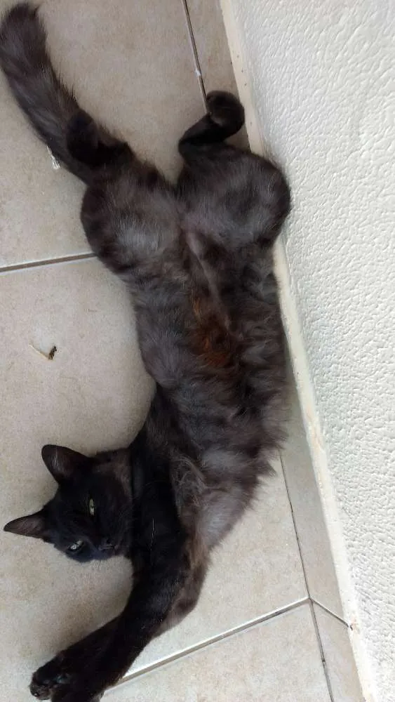 Gato ra a Vira lata idade 1 ano nome Joana