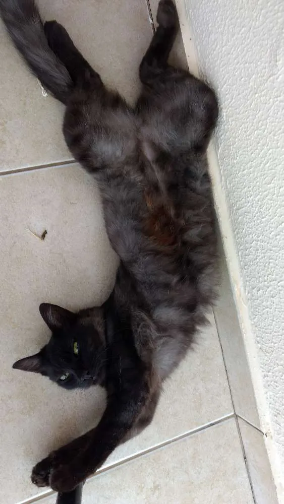 Gato ra a Vira lata idade 1 ano nome Joana
