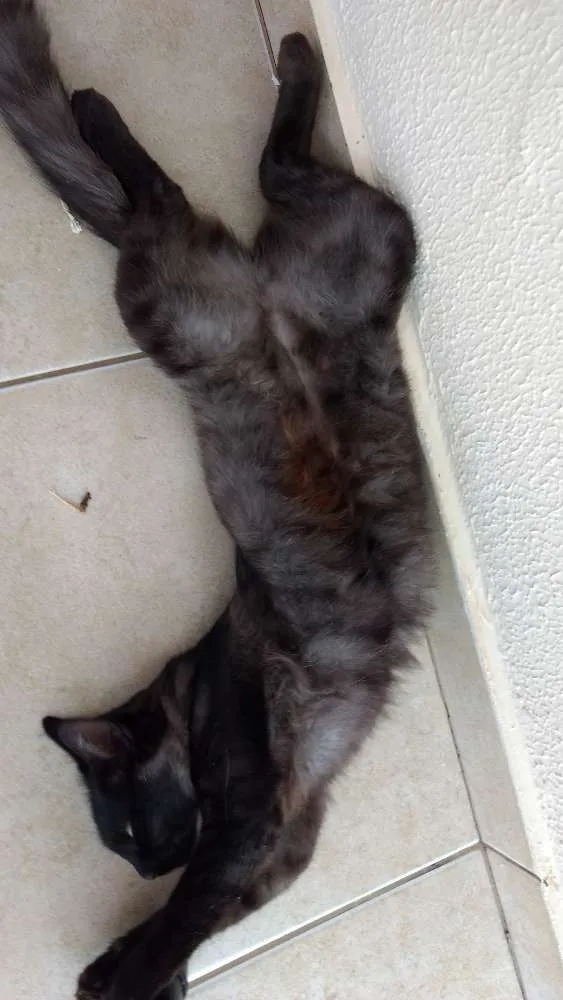 Gato ra a Vira lata idade 1 ano nome Joana