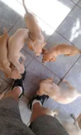 todos