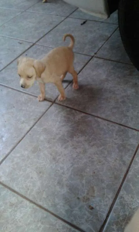 Cachorro ra a pincher com coocker idade 2 a 6 meses nome todos