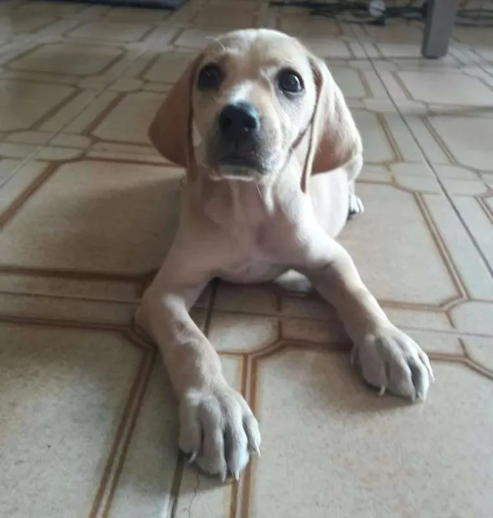 Cachorro ra a pincher com coocker idade 2 a 6 meses nome todos