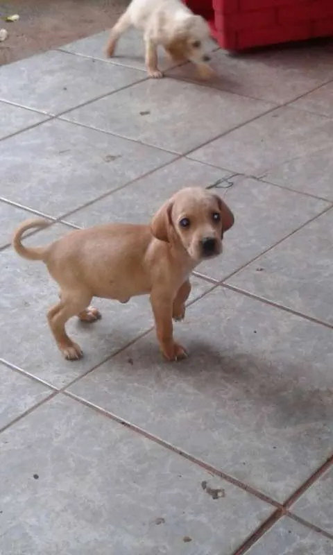 Cachorro ra a pincher com coocker idade 2 a 6 meses nome todos