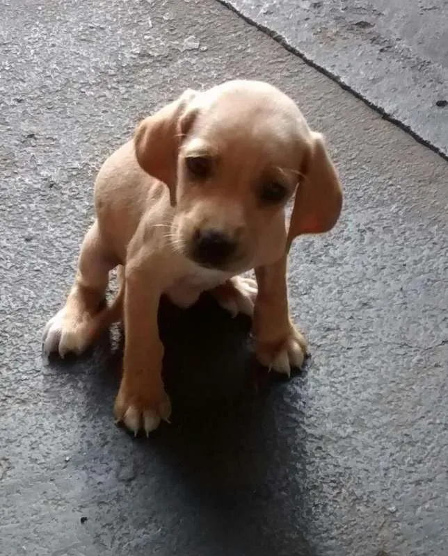 Cachorro ra a pincher com coocker idade 2 a 6 meses nome todos